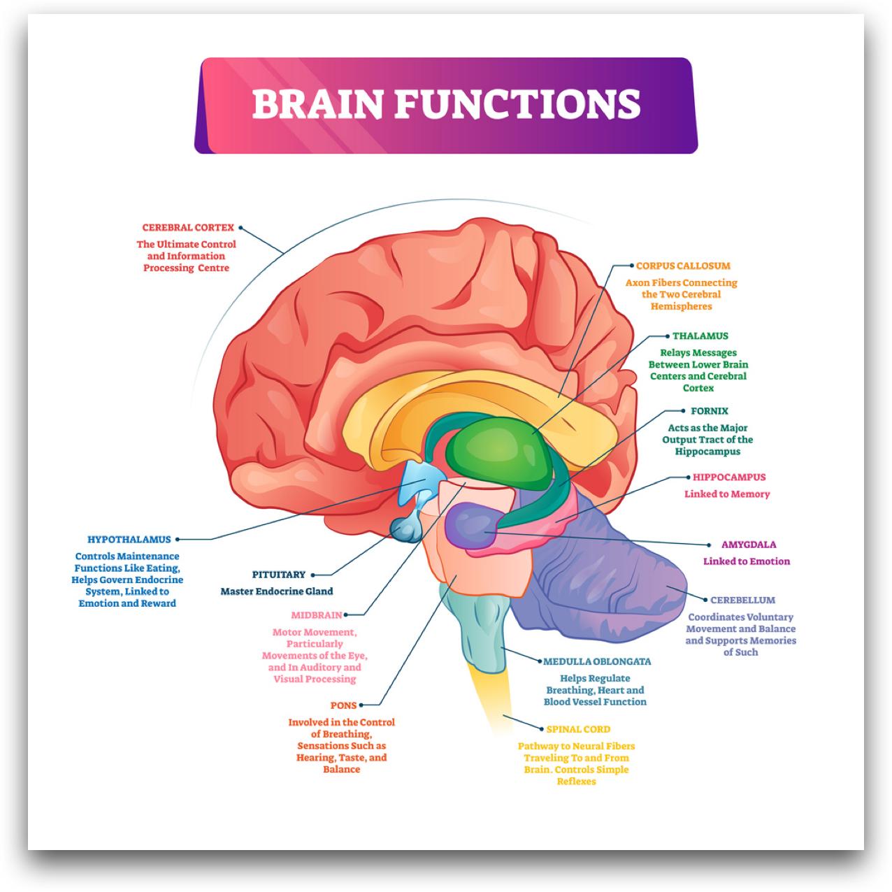 Brain map: amygdala, hippocampus, and prefrontal cortex functions