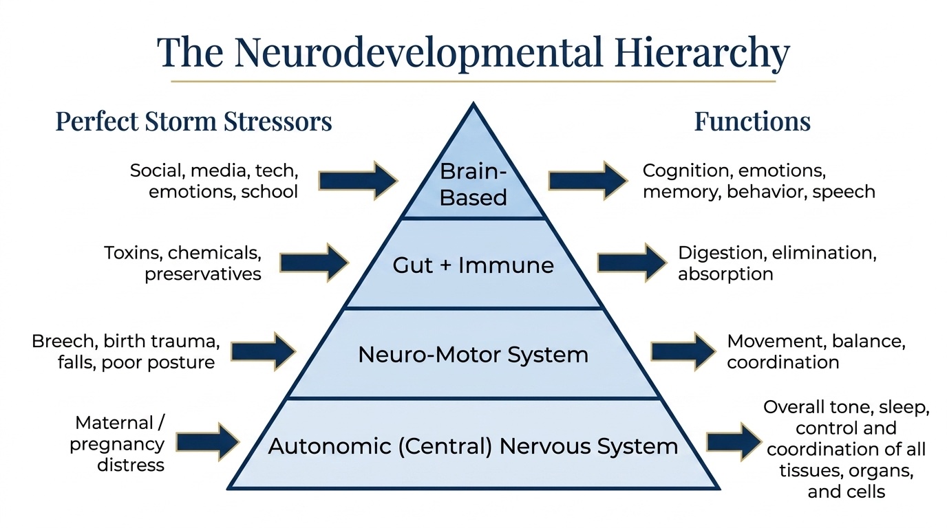 Neurodevelopmental hierarchy pyramid built from the central nervous system up