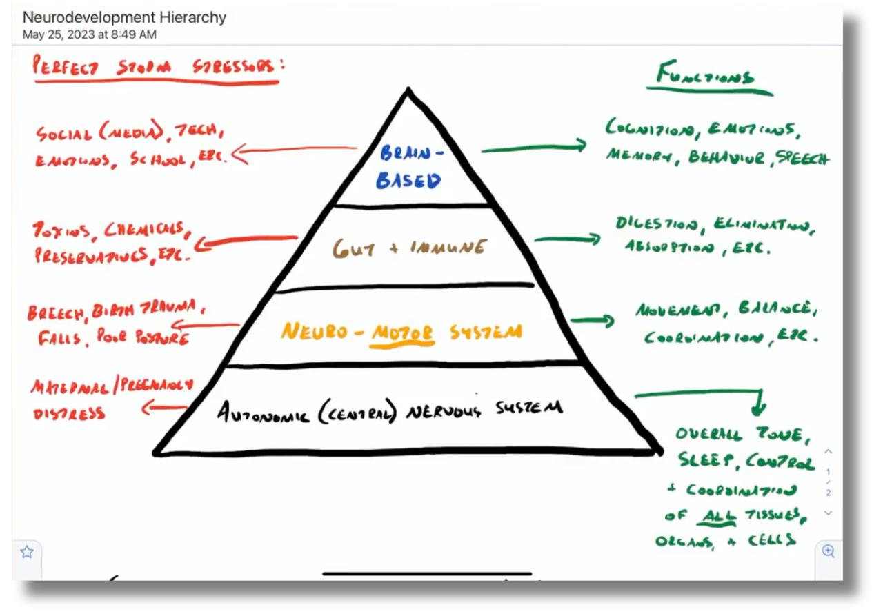 Neurodevelopmental hierarchy pyramid built from the central nervous system up